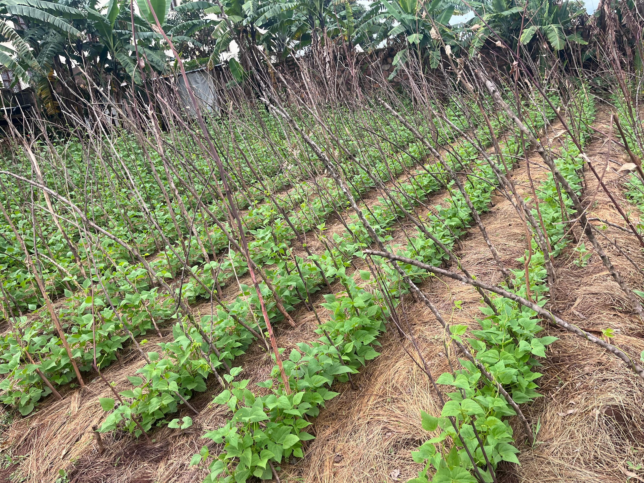 Agricultural development training in Burundi villages
